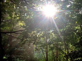 森の光２.JPGのサムネイル画像